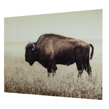 Picture of BRUTUS BUFFALO WALL ART