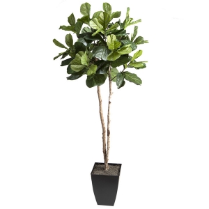 Picture of 7' FIDDLE LEAF FIG TREE IN A SQUARE PLANTER