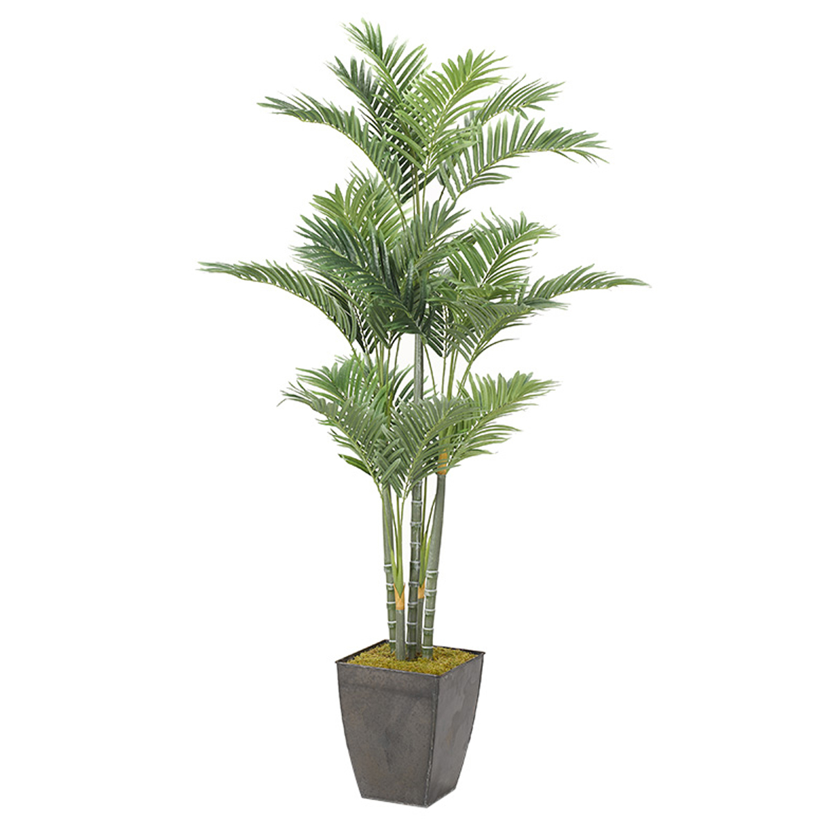 Picture of 66" GOLDEN PALM IN SQ PLANTER