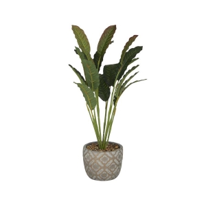 Picture of CROTONS 20" FLOOR PLANT