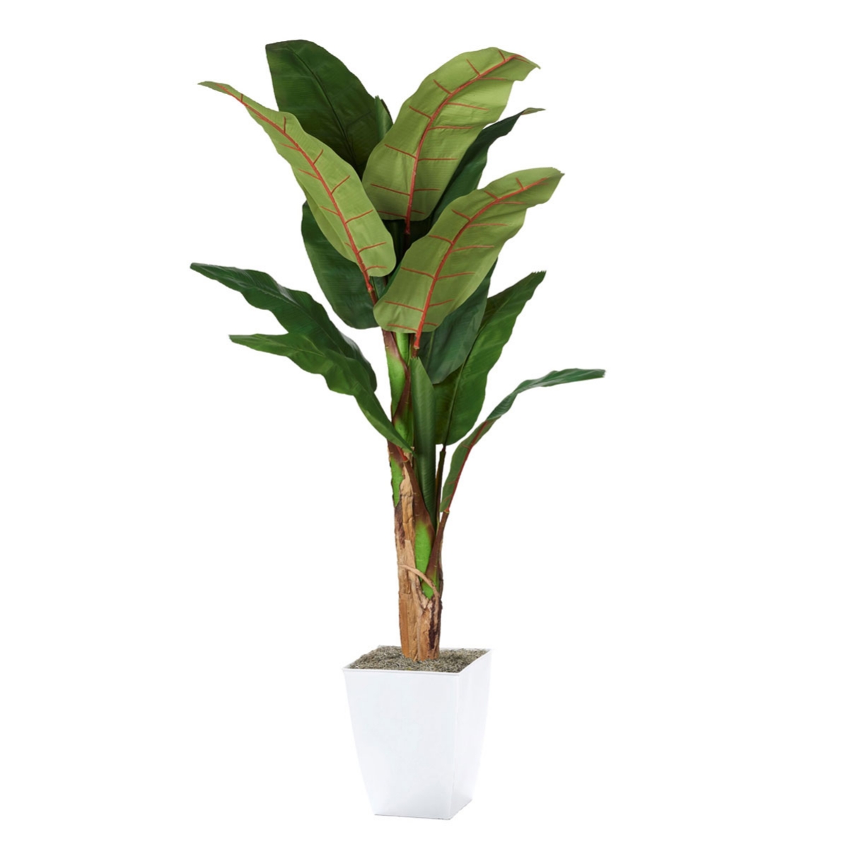 Picture of 7' BANANA TREE/WHT MTL PLNTR